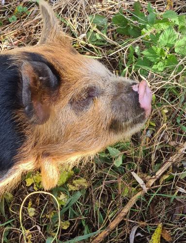 Met je neusje in de lucht