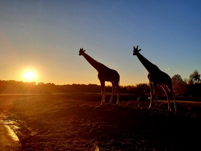 Sunrise at Safari Resort Beekse Bergen