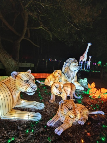 Light Safari Beekse Bergen