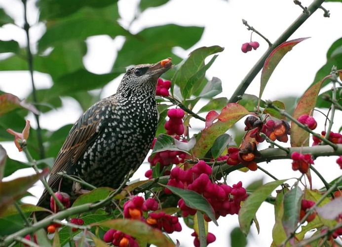 spreeuw met een bes in zijn mond