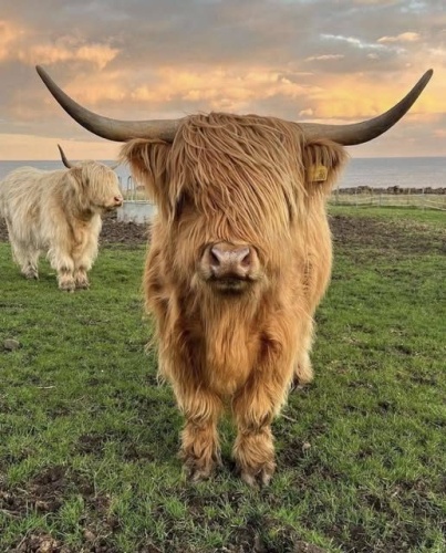 goedemorgen