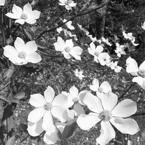 10days black/white Challenge day2