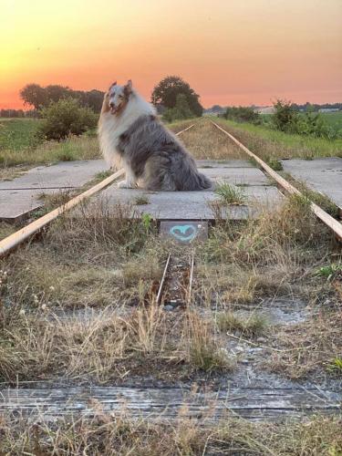 Vlinder de beauty collie