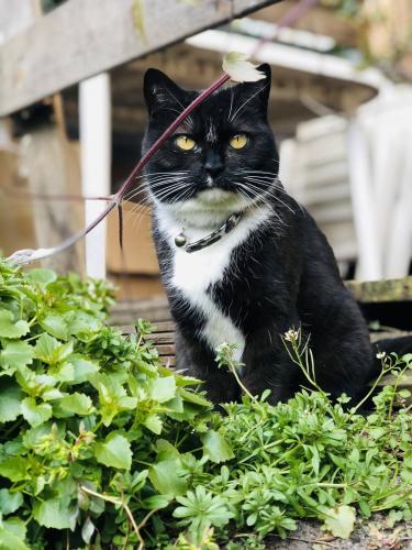 Mijn Kattenliefdes: kat 3