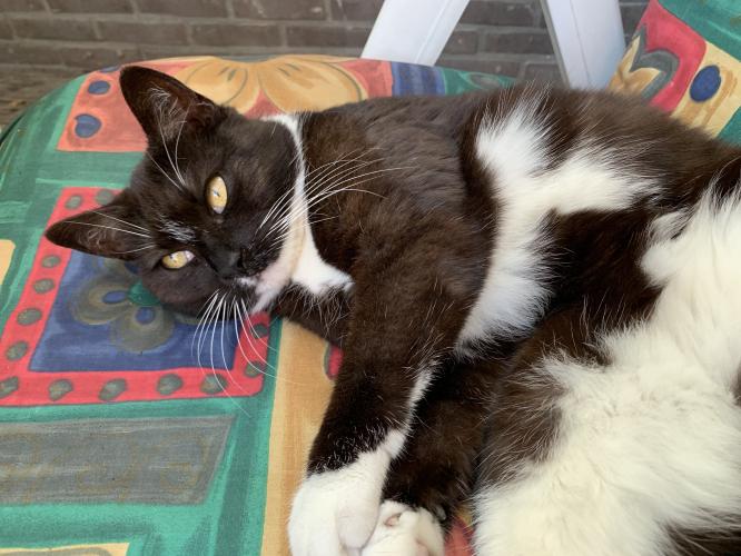 Mijn Kattenliefdes: kat 3