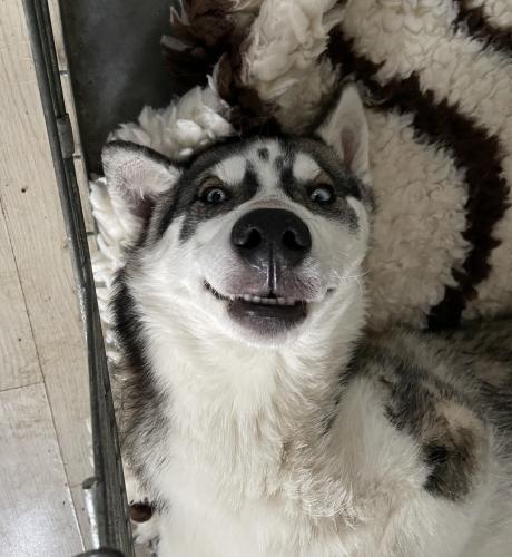 Laska our rascal husky