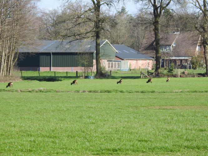 De ree laat zich ook weer zien.