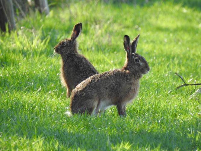 Deze hazen lieten zich rustig fotograveren.
