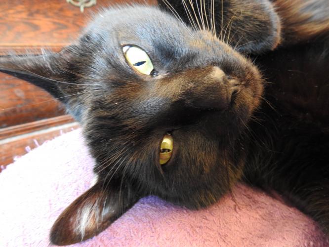 Geronimo my house panther.