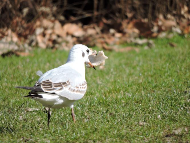 Whaaaa het brood is te groot.