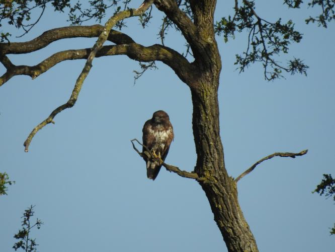 Boombuizerd.