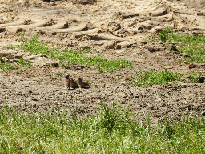 Mus wat eten hebben?