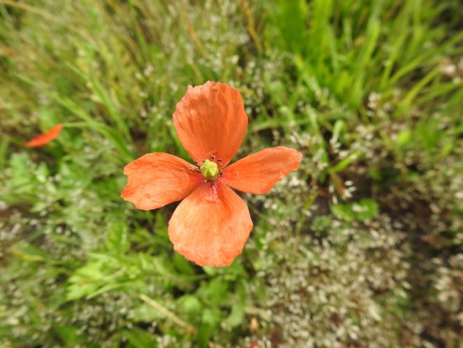 Wilde bloem klaproos model klaver4