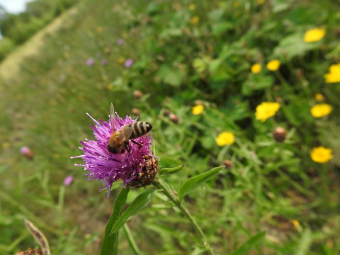 De bloemetjes en de bijtjes.