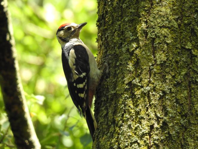 Bonte specht i.p.v roodborstje.