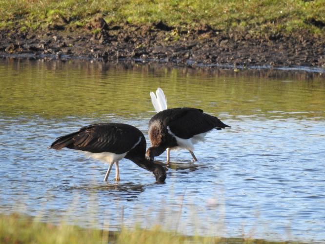 Zeldzame zwarte ooievaars.