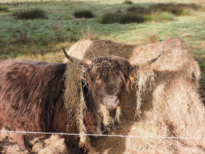 Te veel hooi op de vork....euh.. horens.