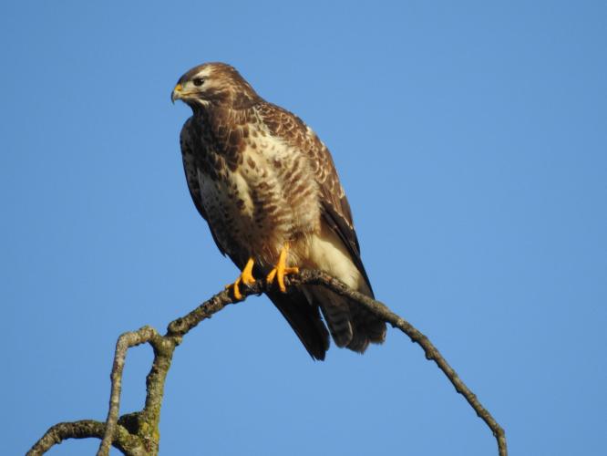Buizerd.