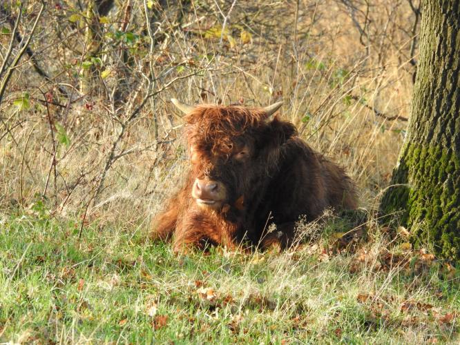 Kleine schotse hooglander.