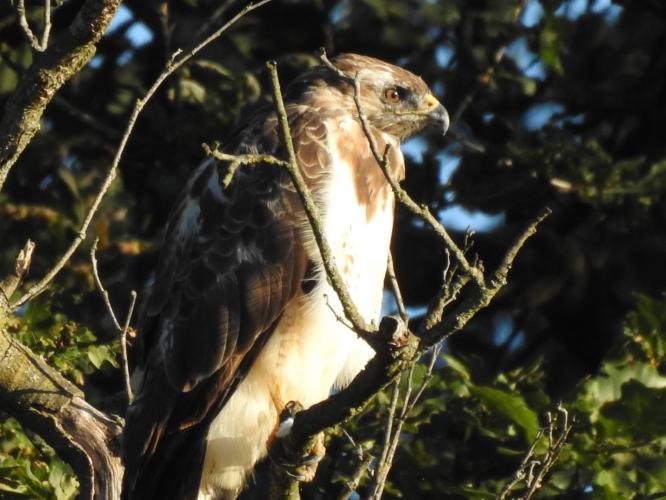Buizerd