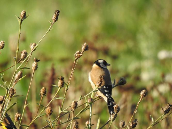 Goldfinches