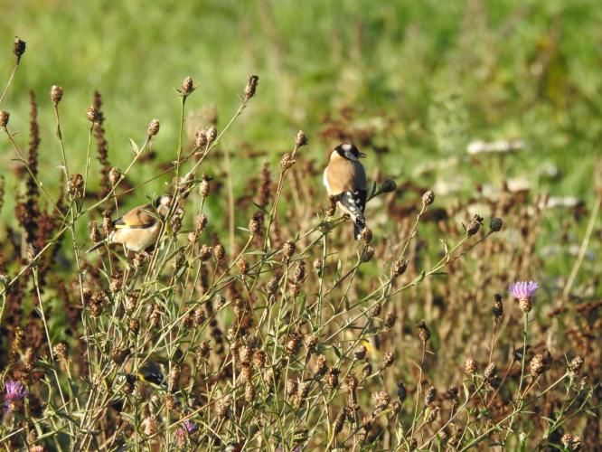 Goldfinches
