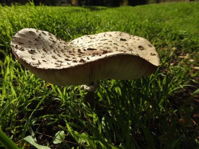 Veel paddestoelen dit jaar.