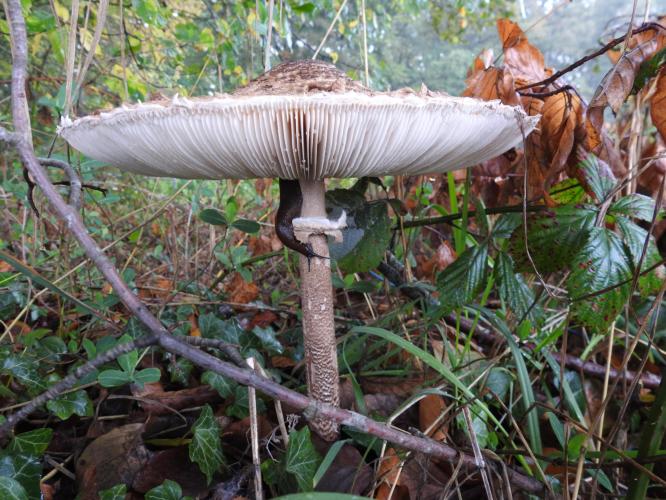 Veel paddestoelen dit jaar.