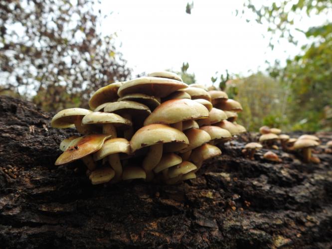 Veel paddestoelen dit jaar.