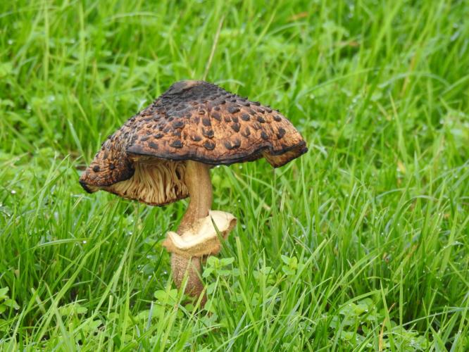 Veel paddestoelen dit jaar.