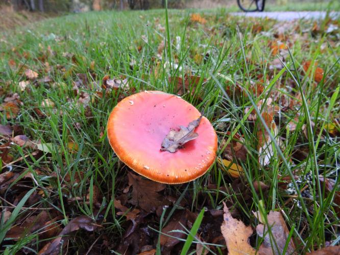 Veel paddestoelen dit jaar.