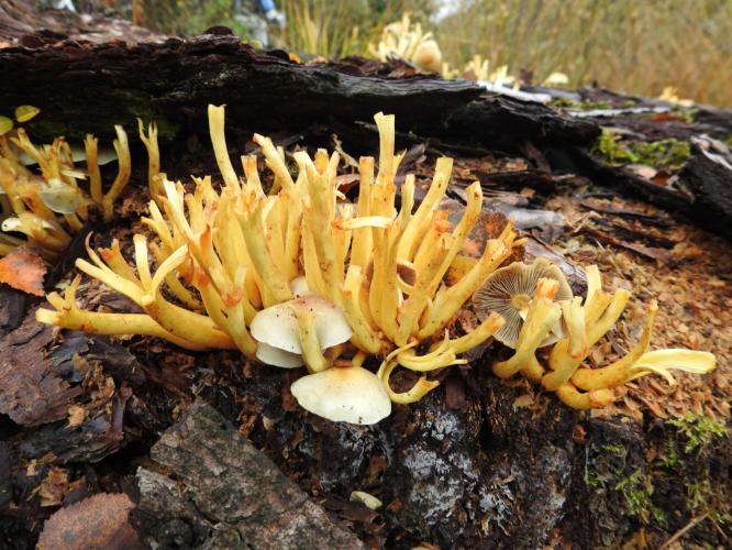 Veel paddestoelen dit jaar.