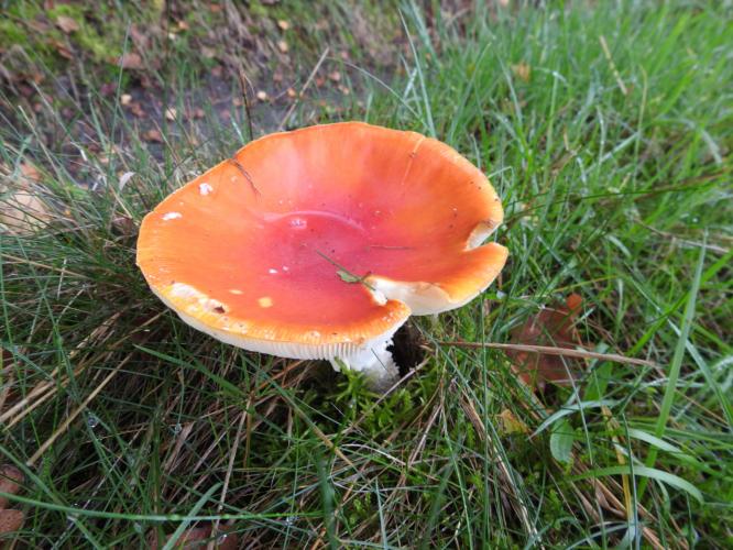 Veel paddestoelen dit jaar.
