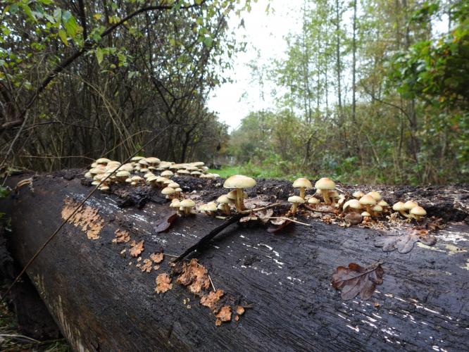 Veel paddestoelen dit jaar.