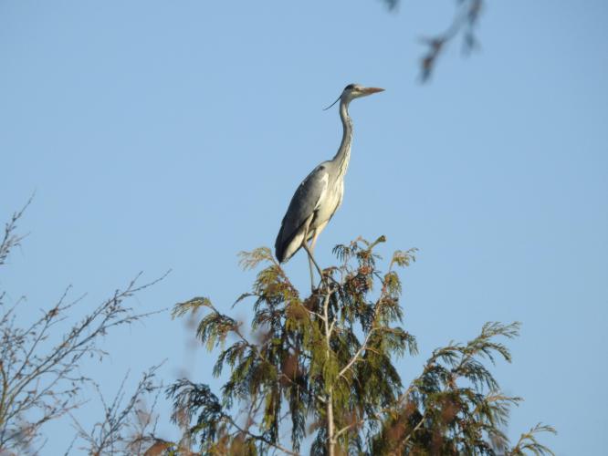 Heron in the tree.