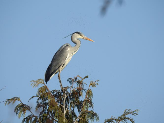 Heron in the tree.