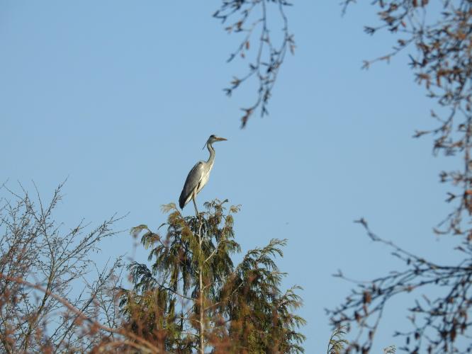 Heron in the tree.