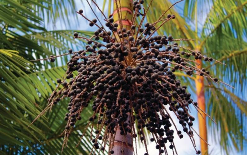 <a class="removable-mention" translate="no" data-mentionid="187584" href="/useroverview/187584/saby.massi">@saby.massi</a> This is how an acai palm tree with acai berries looks. Your tree is definitely a date palm with dates,