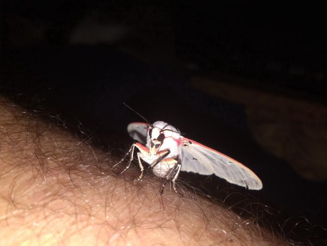 Een nachtelijke bezoeker