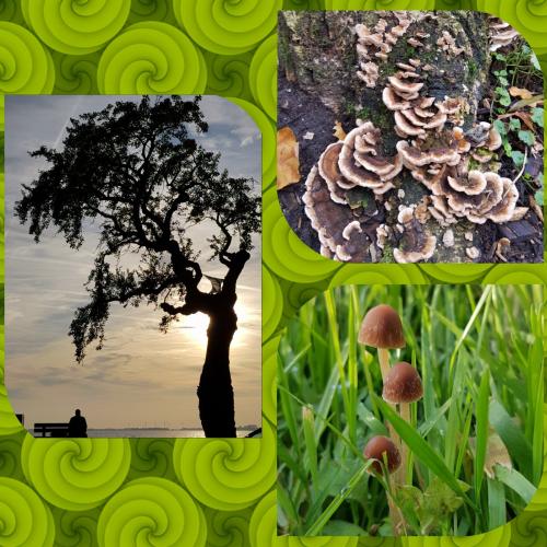 De Nederlandse natuur werkt helend