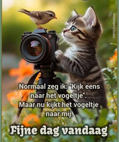 Verbaasde kat.......