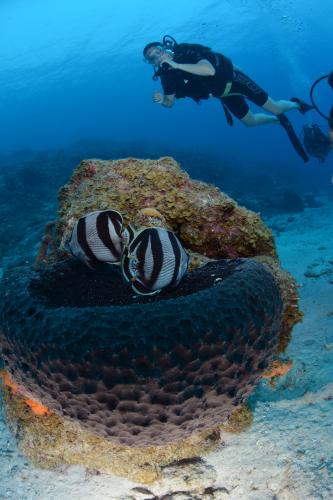 Padi Open Water - Dag 2