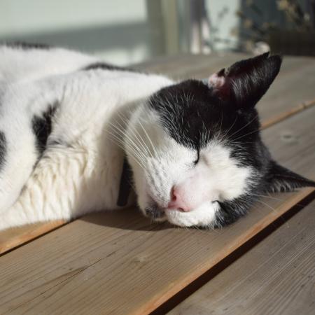 Kat in het zonnetje.