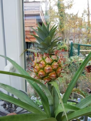 It takes a few years, but it works ! Even when you are taking it inside in winter.  After you picked it out, a new one will come. (Not mine, but from someone who's living in Belgium - grown in the kitchen, near the window...)