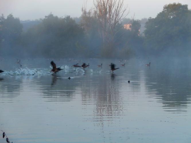 <a class="removable-mention" translate="no" data-mentionid="174431" href="/useroverview/174431/Marc%20De%20Bisschop">@Marc De Bisschop</a> Ze komen 's morgens naar die poel (ze vliegen vaak over mijn huis, in V-vorm) en vertrekken vaak als het donker wordt.