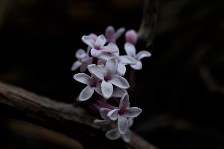 <a class="removable-mention" translate="no" data-mentionid="26233" href="/useroverview/26233/Encaustichris">@Encaustichris</a> Je hebt gelijk. Verkeerde foto... (Had alle bloemen in één map gestoken en dit is er eentje van vorig jaar !) De verbena bloeit zelfs nog niet. Het moest deze zijn :