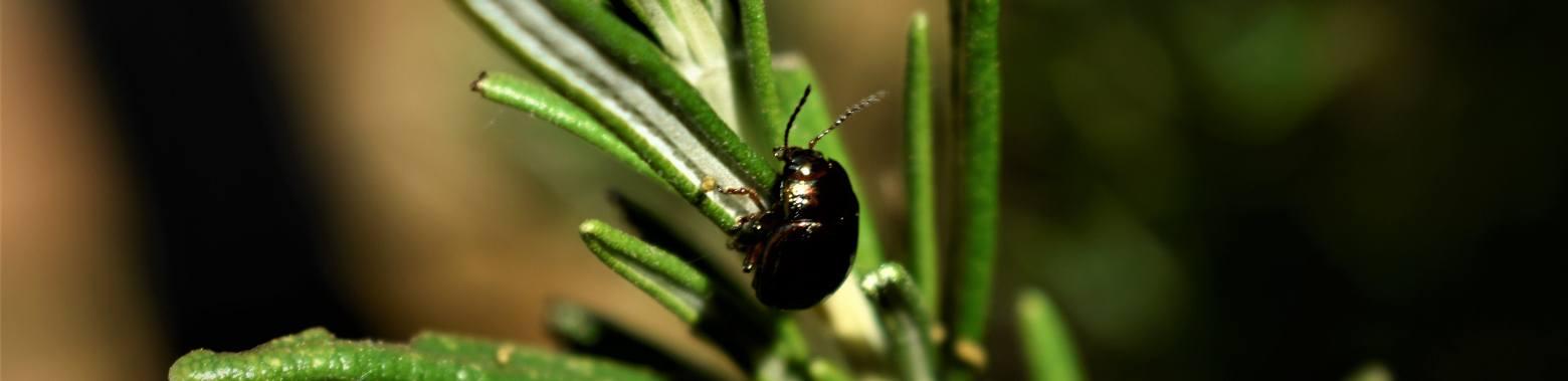 The rosemary golden cock: beautiful but harmful.