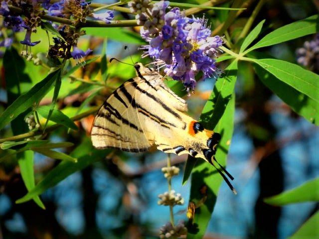 Reisblog dag 11 (deel 2) : Valun op het eiland Cres, Kroatië.