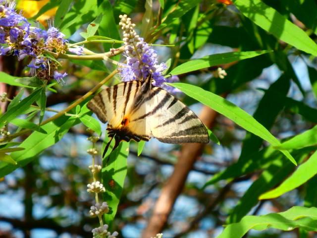 Reisblog dag 11 (deel 2) : Valun op het eiland Cres, Kroatië.