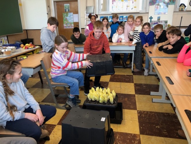 Grow chicory in the classroom.
